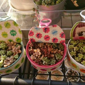 ちまちま寄せ,ちま寄せ,ミルキー缶,バラと夢CLUB,ペコちゃん祭りの画像