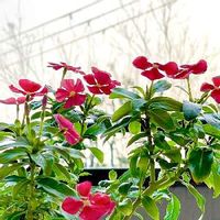 日々草 ニチニチソウ の育て方 種まきの時期は 冬越しはできるの Greensnap グリーンスナップ