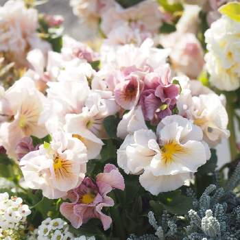 フリフリパンジーの画像 by hanairoさん | 小さな庭とお花大好き♡と天の羽衣 パンジーと楽しいな♪と寄せ植えと可愛い色とフリフリパンジーとガーデニングと花のある暮らしとうえたオリジナルパンジー