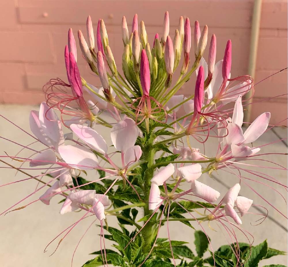 クリオメの投稿画像 By Sacoペトレアさん クレオメ 西洋風蝶草 とセイヨウフウチョウソウ 西洋風蝶草 と沖縄と金曜日の蕾たちとお出かけ先と沖縄と金曜日の蕾たち 22月3月25日 Greensnap グリーンスナップ Greensnap グリーンスナップ