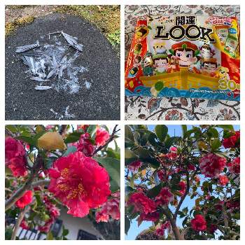 今日はニコニコの日の画像 by Merryさん | お出かけ先と花のある暮らしとねこと緑のある暮らしとペコちゃん祭りと今日はニコニコの日