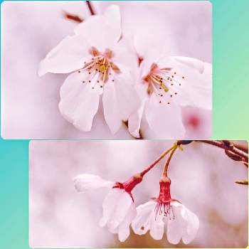 コヒガンザクラの画像 by ゃまぐさん | お出かけ先とコヒガンザクラと桜フォトコン2022
