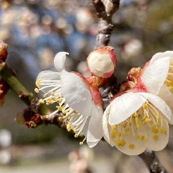  梅の花の画像 by mikiさん | 金曜日の蕾たちと 梅の花と優しい気持ち♡♪とチーム長野と公園散歩
