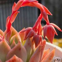 多肉大好き,朝日を浴びて,多肉女子,生きる力,きれいだな♡の画像