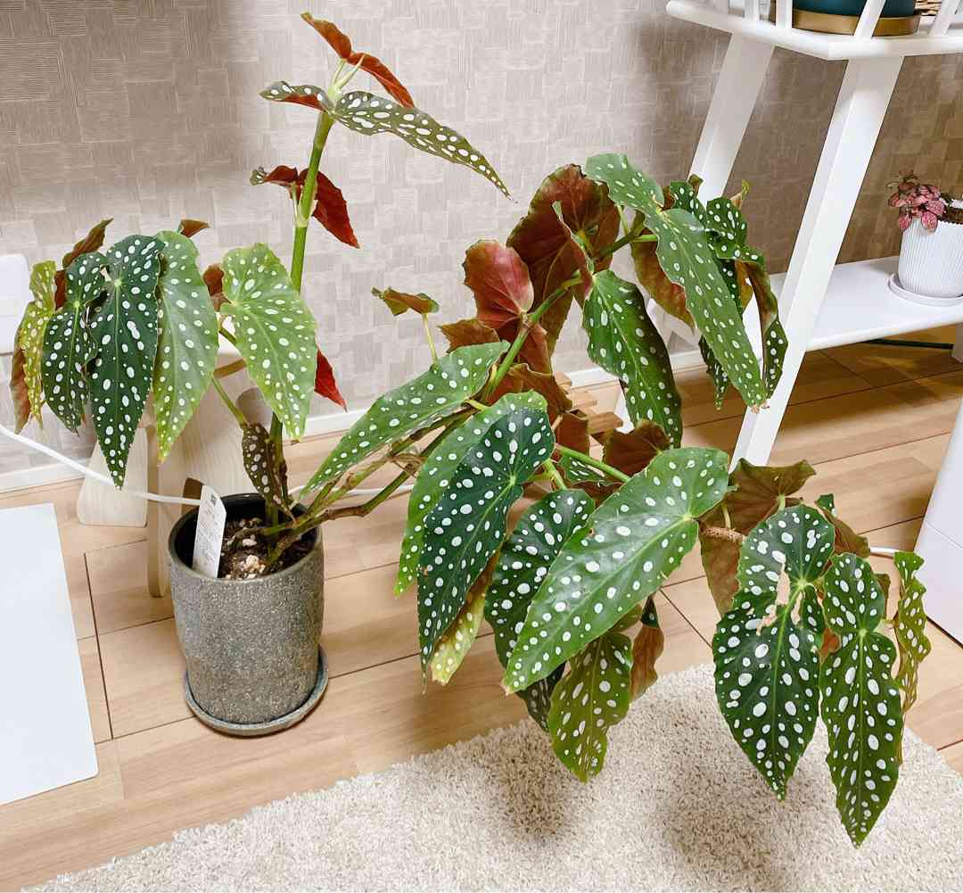 ベゴニアマクラータ 増やしていく💓｜🍀GreenSnap（グリーンスナップ）