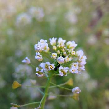 ナズナの花の投稿画像一覧 Greensnap グリーンスナップ