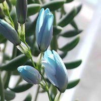 イキシア,青い花マニア,チーム・ブルー,チーム・ブルーNo.093,青い春の花マニアの画像