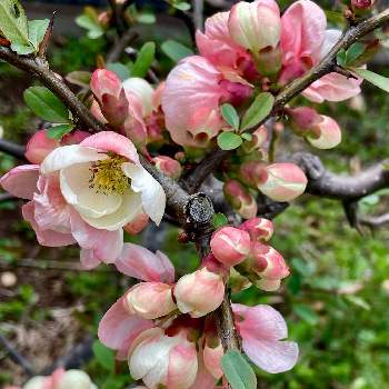 バラ科ボケ属の投稿画像一覧 Greensnap グリーンスナップ