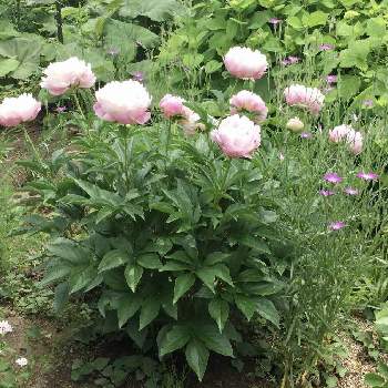 凛とした花姿の投稿画像一覧 Greensnap グリーンスナップ 凛とした花姿の投稿画像一覧 Greensnap グリーンスナップ