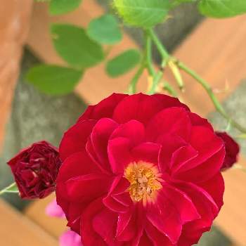 スイートチャリオットの画像 by 猫娘さん | 小さな庭とミニ薔薇とバラ・ミニバラとスイートチャリオットと赤い薔薇♡