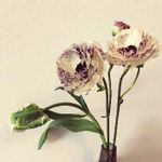 ラナンキュラス ガルティエの一覧 Greensnap グリーンスナップ