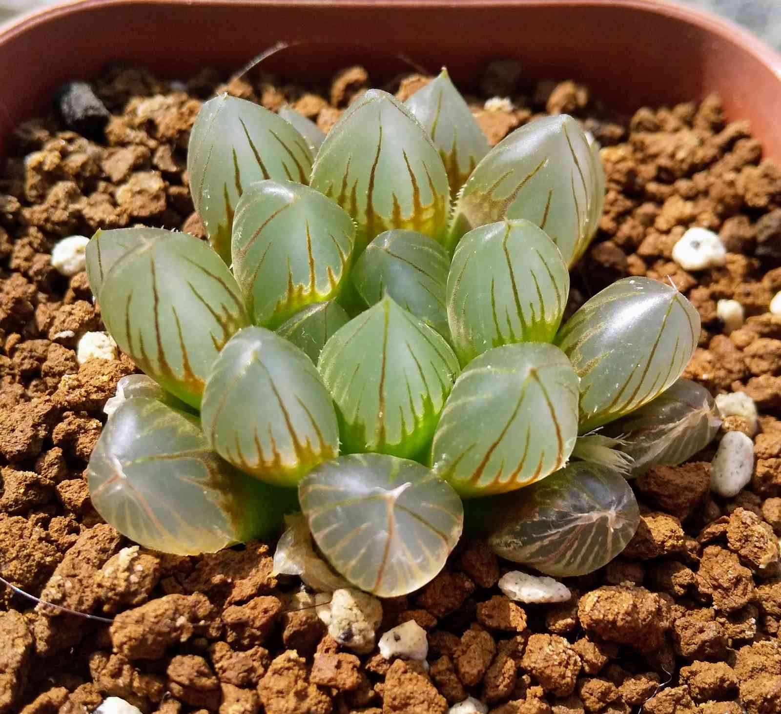 ハオルチア モルドール錦 多肉植物 極上斑 （≧∇≦）多肉植物 公式