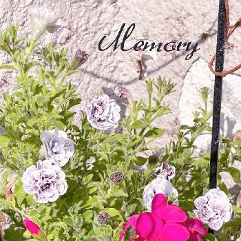 ペチュニア シャトーの画像 by Hot  Memoryさん | 小さな庭とペチュニア シャトーと寄せ植えとおうち園芸と元気に育ててますよ