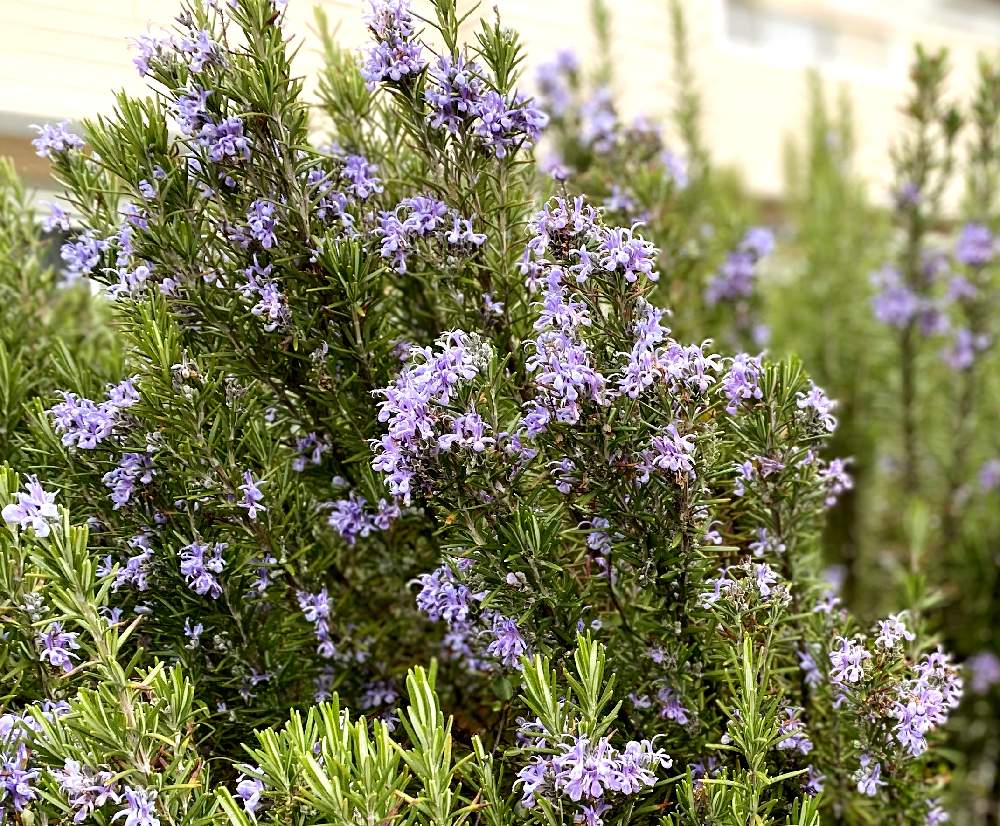 小さな庭の投稿画像 By みっちーさん ローズマリー とハーブと癒しの香りと花のある暮らしとかわいいと大好きな香りと良い香りとローズマリー とハーブ と癒しの香りと花のある暮らしとかわいいと大好きな香りと良い香り 22月3月25日 Greensnap グリーン