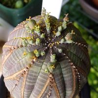 オベサ,ユーフォルビア,やまさんちのオベサ鉄甲実生記録の画像