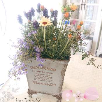 ブリキ缶の画像 by ティコさん | 小さな庭とよせ植えと世界平和とウクライナに平和をと可愛いお花と鉢植えの花と可愛い花と世界に平和をと#ガーデニングとローダンセマム❇︎と平和を願う☆と可愛いとブリキ缶ともう春です！ときもちいい