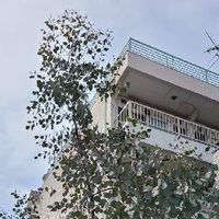 ユーカリ ポポラスの育て方 剪定の時期やコツは どんな花が咲く Greensnap グリーンスナップ