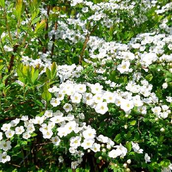 ゆきやなぎの花の画像 by ますださんさん | 小さな庭とゆきやなぎの花とユキヤナギ✽と花のある暮らしと白い花と春ですねと小花好き