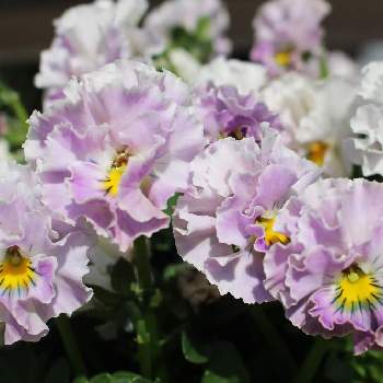 フリル咲きビオラ　アデールの画像 by pipiさん | バルコニー/ベランダとフリル咲きビオラ　アデールとビオラ・パンジーと寄せ植えとおうち園芸と白いお花と花のある暮らしと紫のお花
