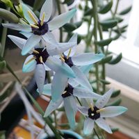 イキシア,青い花マニア,チーム・ブルー,チーム・ブルーNo.093,青い春の花マニアの画像