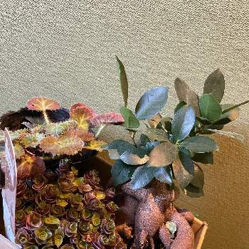 ツユクサ科の画像 by kawachiさん | カリシア レペンスとガジュマルとユキノシタと塊根植物と山野草とツユクサ科