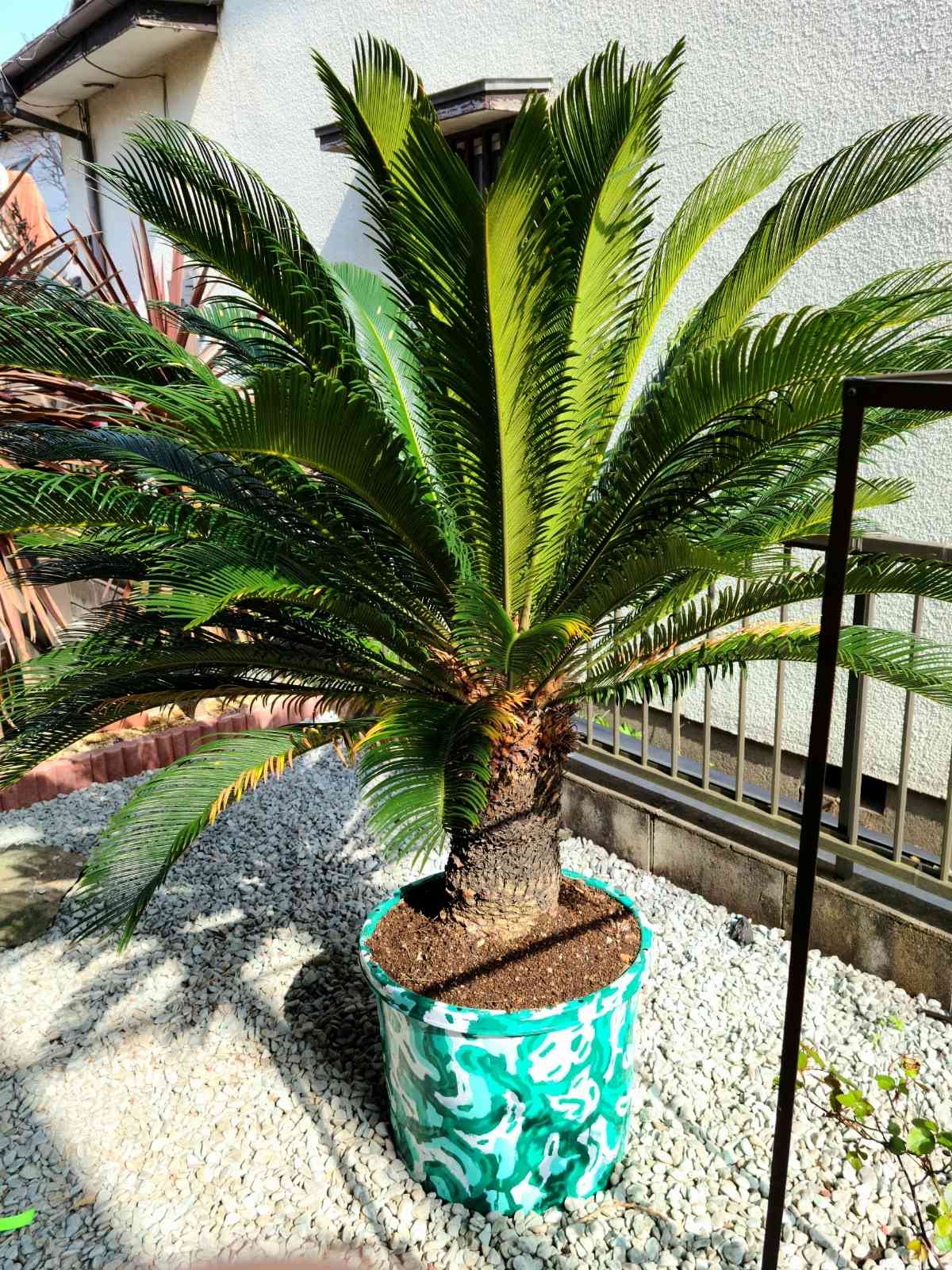 ソテツ 蘇鉄 子株たくさん！ - 植物/観葉植物