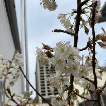 春が待ち遠しいの画像 by 恵子さん | さくらんぼのお花と春が待ち遠しいとさくらんぼの花と桜フォトコン2022