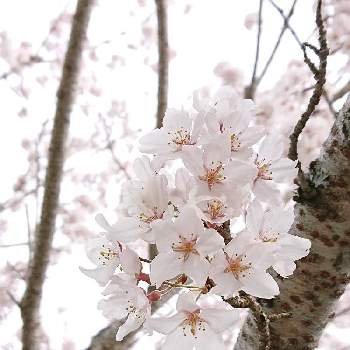 優しいピンクの画像 by りつこさん | お出かけ先とさくら サクラ 桜と優しいピンクとうれしい♡と咲き始めたよと桜フォトコン2022と咲き始めとはるが来た！と春の散歩と繊細な花びら