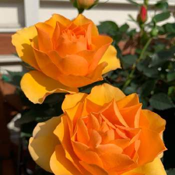 オレンジ色の薔薇の投稿画像一覧 Greensnap グリーンスナップ