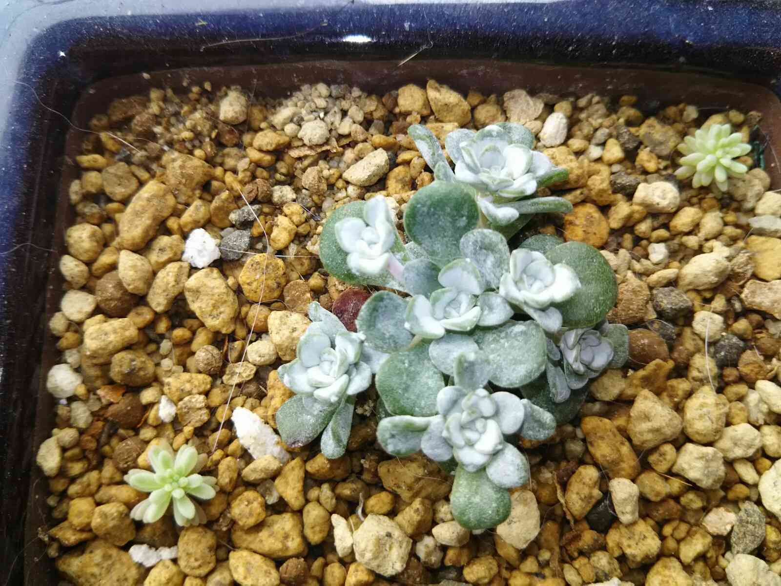 白雪ミセバヤ①｜🍀GreenSnap（グリーンスナップ）