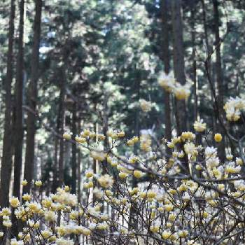 栃木県の画像 by masa natureさん | 樹木と笑って咲く花と栃木県とミツマタの花とオオイヌノフグリ*