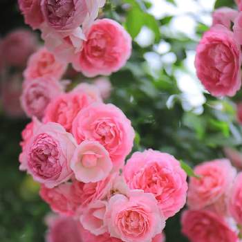 ❤️透き通る美しさの画像 by emuzupapaさん | 広い庭とWEEKEND FLOWERとガーデンとばら バラ 薔薇とオープンガーデンとGS映えとつるバラとナチュラルガーデンとGS日和とイングリッシュガーデンとバラ・オールドローズとガーデニングdiyとガーデニングと花のある暮らしとローズガーデンときれいな景色と❤️透き通る美しさと花景と色あざやかとカメラ好き☆と庭の宿根草