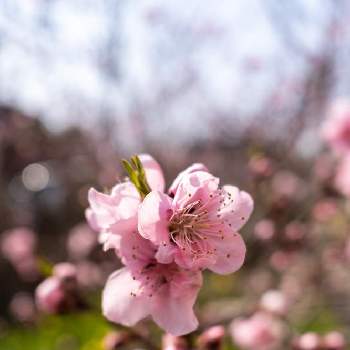 稲田の桃の画像 by sumidaxさん | お出かけ先と花が写る風景とRAW現像と花写真を撮るのが好きと楠根川緑地公園と花と風景と春を見つけたとカメラ撮影と稲田の桃とsony α7cと桃の花☆とレンズ越しの私の世界とミラーレス一眼とフルサイズと単焦点レンズの世界と花が好き
