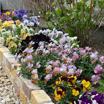 お花に感動の画像 by G・Ｔ®︎さん | 小さな庭と紫陽花とこれ､かわイイぜ‼️とお庭いじりとお花に感動とおうち園芸とくつろぎの場所とビオラの花壇