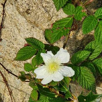 野いちごの花の投稿画像一覧 Greensnap グリーンスナップ