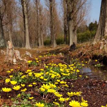 湿地に咲く花の投稿画像一覧 Greensnap グリーンスナップ