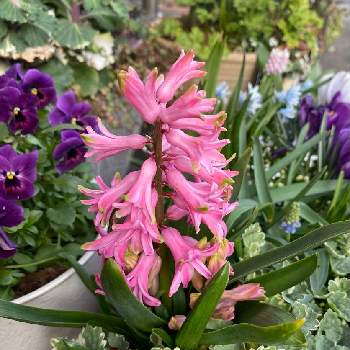 ヒヤシンスピンクパールの投稿画像一覧 Greensnap グリーンスナップ