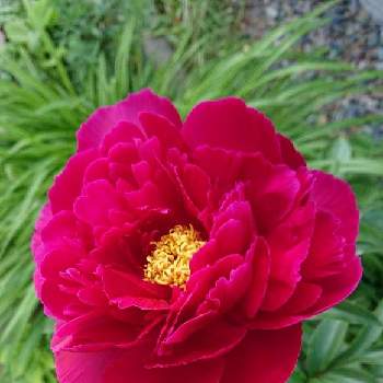 いい色❤️の画像 by ヨッシー☘️さん | シャクヤクと過去picと今日のお花と元気もらえるといい色❤️と北海道の庭
