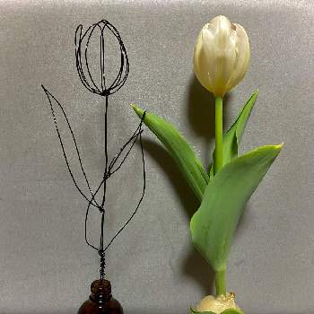 チューリップの水耕栽培の投稿画像一覧 Greensnap グリーンスナップ