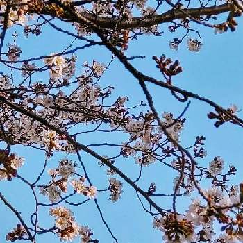 広がれ、優しい言葉の輪！の画像 by 夢遊歩人ꕤTOTOROGAOꕤさん | お出かけ先とさくらサクラ桜と桜 さくらと| ᐕ)وヒョコッとMount Fuji❣とちっちゃな　yellꕤとピンクの花と最愛の友へ届けと空が好き♪とお空で繋がってると雲仲間と笑顔といつも心に太陽をと見上げてごらんと広がれ、優しい言葉の輪！と花友さんに感謝♡と❤️さくらリレー♬と桜(さくら)リレーとピンクワールドへ ようこそと平和を願う☆と明日はきっと良い日になると＃花友と＃花が好きと空を見上げてと今私ができること