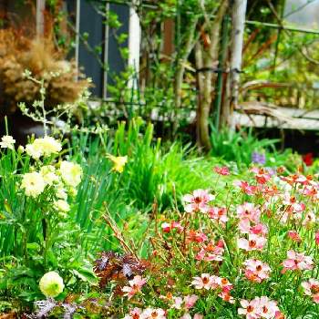 カメラアソビの画像 by Solaさん | 広い庭とラナンキュラス　ラックスと寄せ植えとカメラアソビとGS映えとGS日和と植中毒と庭のある暮らしと❇︎ラナンキュラスと庭しごととガーデニングと庭あそびと花のある暮らしと春のいろ