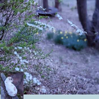 センダン✽の画像 by 秋草さん | 広い庭とセンダンとユキヤナギとスイセンとセンダン✽と黄色い花と幸せの黄色いお花と我家のワンニャン♡とユキヤナギ✽と春色✽と白い花とスイセン✽