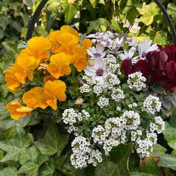 オステオスペルマムの投稿画像一覧 Greensnap グリーンスナップ