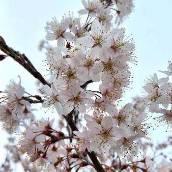 春を見つけたの画像 by spring_dayさん | お出かけ先とさくら サクラ 桜と満開とお出かけと春を見つけたと桜フォトコン2022