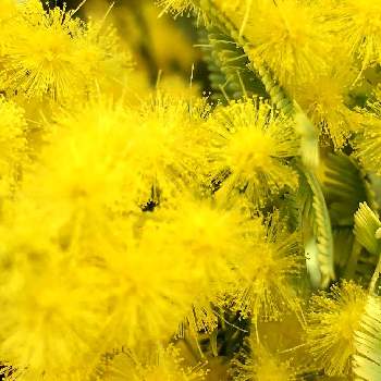 ミモザ（ギンヨウアカシア）の画像 by むらさきさん | お出かけ先とミモザ（ギンヨウアカシア）と黄色い花とマメ科とモフモフと常緑高木