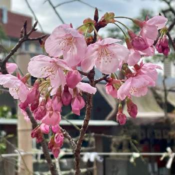 境内の画像 by kaeっちさん | お出かけ先と陽光桜とサクラと境内と千駄ヶ谷鳩森八幡神社