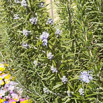 ライトブルーの画像 by Yossyさん | ライトブルーと庭パトと2年目と初開花とハーブとローズマリー・マリンブルーと地植え
