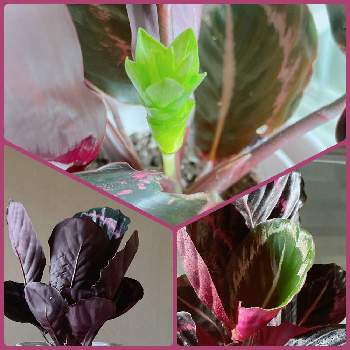 カラテア ドッティの投稿画像一覧 Greensnap グリーンスナップ