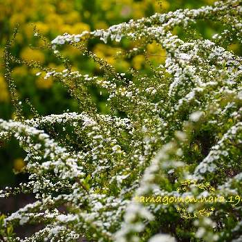 気温12℃の画像 by tamagomen. nara.1964さん | ナノハナ(菜の花)とユキヤナギ(雪柳)と植物観察日記とOLYMPUS PEN E-PL10とところにより曇りと雪柳☻とユキヤナギ☻と奈良県奈良市とユキヤナギ☻と気温12℃