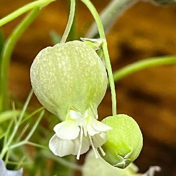 グリーンベル の投稿画像一覧 Greensnap グリーンスナップ